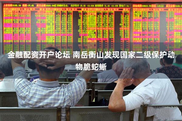 金融配资开户论坛 南岳衡山发现国家二级保护动物脆蛇蜥